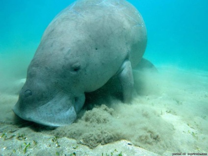 Sea sirena - dugong - 17 poze - poze - fotografie lume of nature