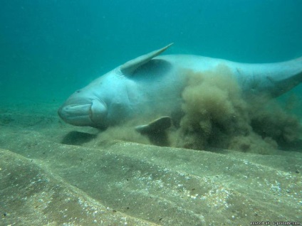 Sea sirena - dugong - 17 poze - poze - fotografie lume of nature