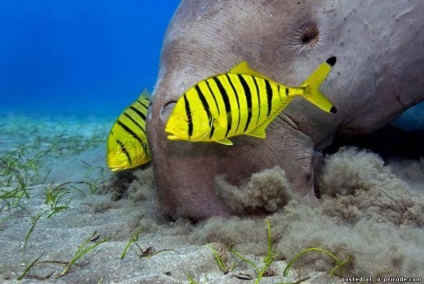Tengeri sellő - dugong - 17 fénykép - képek - fotó természet világa