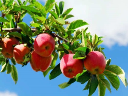 Este posibil să mănânci mere înainte de salvarea mărului?