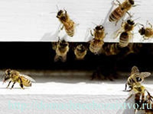 Este posibil să precipitați un roi de sunet, de apicultură