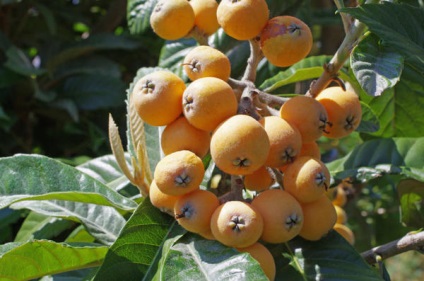 Medlar ültetés, termesztés, ellátás