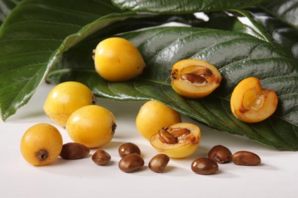 Medlar ültetés, termesztés, ellátás