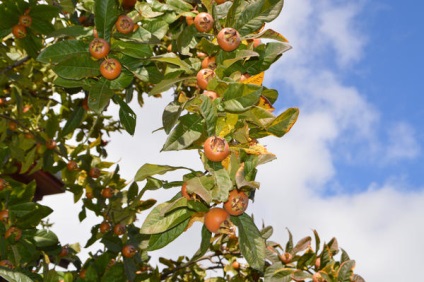 Medlar ültetés, termesztés, ellátás