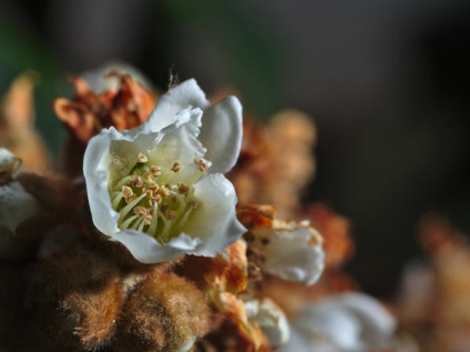 Medlar ültetés, termesztés, ellátás