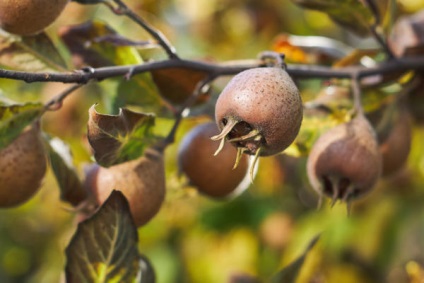 Medlar ültetés, termesztés, ellátás