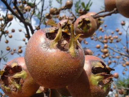 Medlar ültetés, termesztés, ellátás