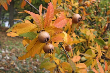 Medlar ültetés, termesztés, ellátás