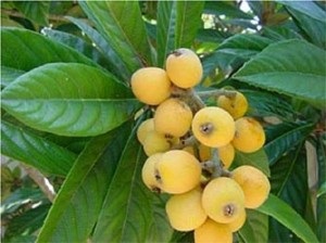 Loquat japoneză sau lokva - un fruct exotic la domiciliu