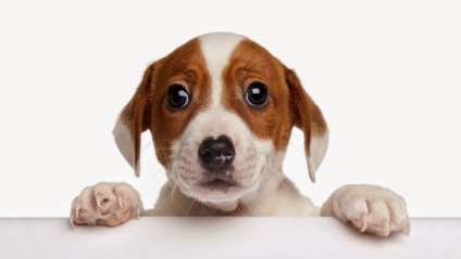 Rasește nasul într-un câine - cum să-ți ajuți animalul, câinii și puii