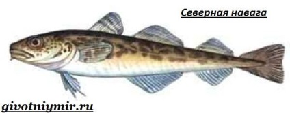 Pește Navaga