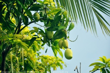 Un pic despre papaya, mango și alte plante - operatorul de turism 