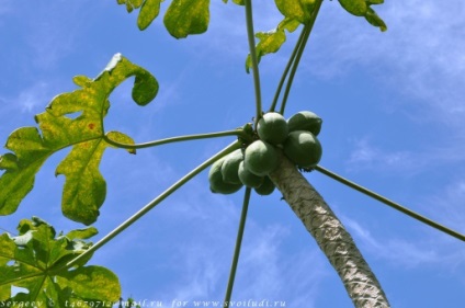 Un pic despre papaya, mango și alte plante - operatorul de turism 