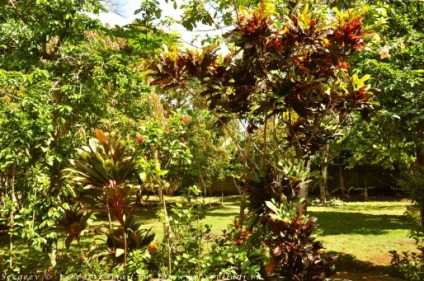 Un pic despre papaya, mango și alte plante - operatorul de turism 