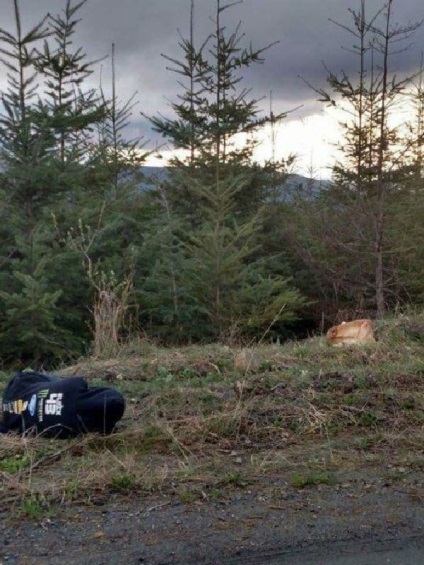 Nimeni nu putea să se apropie de acest câine vagabond până când fată nu a făcut-o