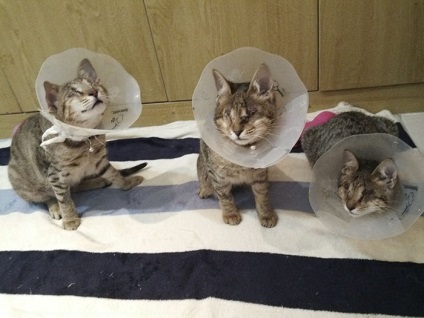 Nimeni nu a vrut să ia aceste trei pisici orb, până când o femeie nu a decis să le ia acasă,