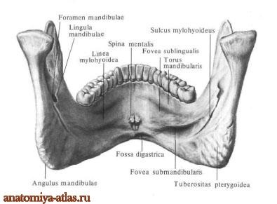 Febra inferioară, anatomia în imagini