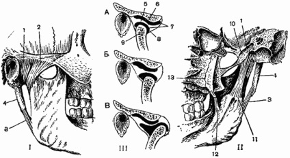 Falla inferioară (mandibula osului), anatomia topografică a părții feței capului