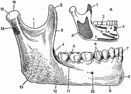 Falla inferioară (mandibula osului), anatomia topografică a părții feței capului
