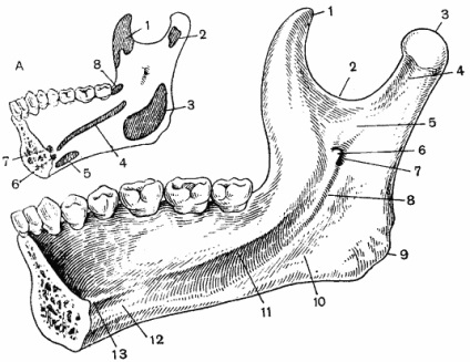 Falla inferioară (mandibula osului), anatomia topografică a părții feței capului