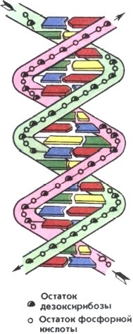 Acide nucleice