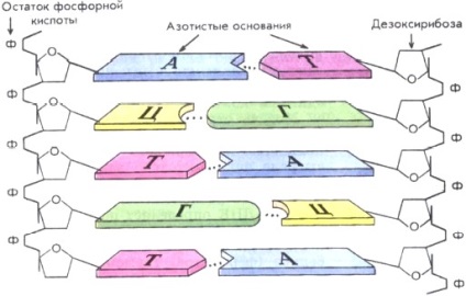 Acide nucleice