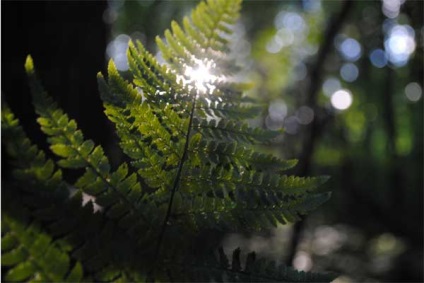 Fern virágvédő - a Perun színe képes