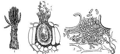 Caracteristici generale