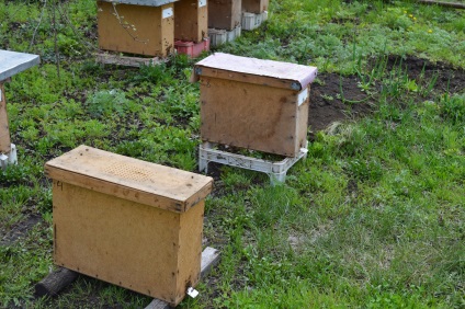 Studierea apiculturii unui pui sau a unei pungi de albine este o diferență