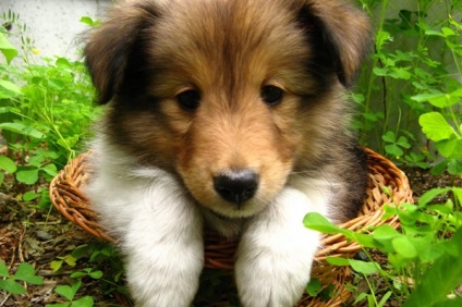 A shetlandi juhászkutyák (Shetland Sheepdog) áttekintése, tartalma és képei