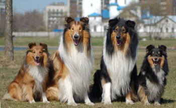 A shetlandi juhászkutyák (Shetland Sheepdog) áttekintése, tartalma és képei