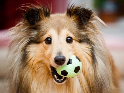 Prezentare generală a câinilor Shetland Sheepdog (Shetland Sheepdog) standard, conținut și fotografii