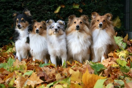 A shetlandi juhászkutyák (Shetland Sheepdog) áttekintése, tartalma és képei