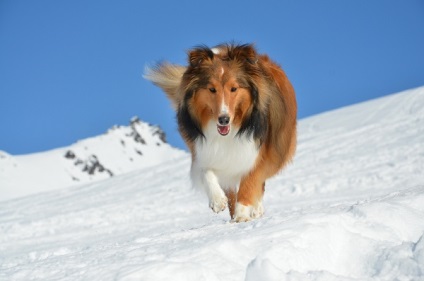 Prezentare generală a câinilor Shetland Sheepdog (Shetland Sheepdog) standard, conținut și fotografii
