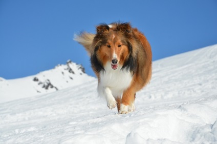 A shetlandi juhászkutyák (Shetland Sheepdog) áttekintése, tartalma és képei