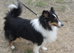 A shetlandi juhászkutyák (Shetland Sheepdog) áttekintése, tartalma és képei