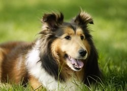 Prezentare generală a câinilor Shetland Sheepdog (Shetland Sheepdog) standard, conținut și fotografii