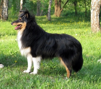 A shetlandi juhászkutyák (Shetland Sheepdog) áttekintése, tartalma és képei