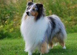 A shetlandi juhászkutyák (Shetland Sheepdog) áttekintése, tartalma és képei