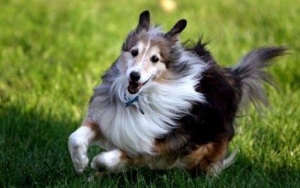 A shetlandi juhászkutyák (Shetland Sheepdog) áttekintése, tartalma és képei