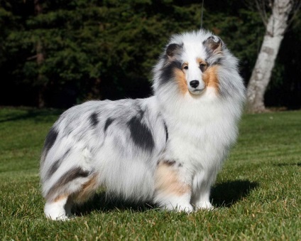 A shetlandi juhászkutyák (Shetland Sheepdog) áttekintése, tartalma és képei