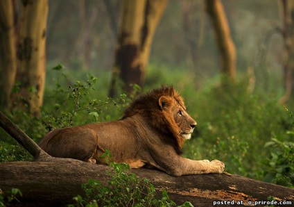 Fapte foarte interesante despre leii - 30 fotografii - poze - photo nature world