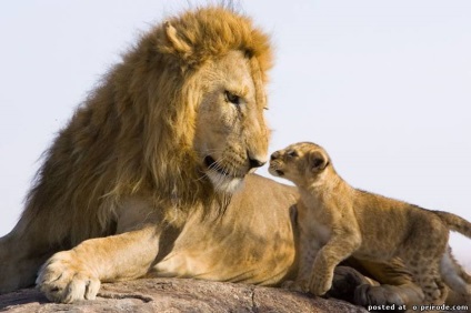 Fapte foarte interesante despre leii - 30 fotografii - poze - photo nature world