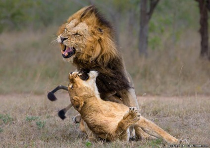 Fapte foarte interesante despre leii - 30 fotografii - poze - photo nature world