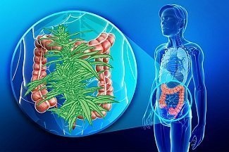 Curățarea intestinului