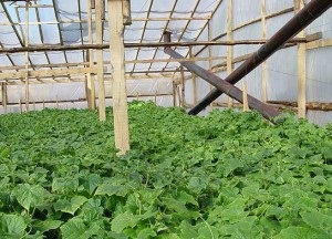 Olshany este un exemplu al agriculturii din Belarus