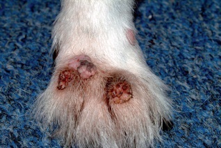 Tumorile glandelor sebacee de câini și pisici