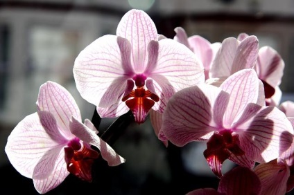 Phalaenopsis Orchid - otthoni ápolás, faj, reprodukció, tippek