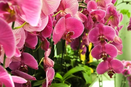 Phalaenopsis Orchid - îngrijire la domiciliu, specie, reproducere, sfaturi