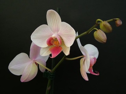 Phalaenopsis Orchid - îngrijire la domiciliu, specie, reproducere, sfaturi